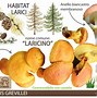 Image result for laricino