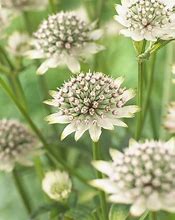 Image result for Astrantia major Star of Billion