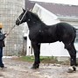 Image result for Percheron Horse Breed