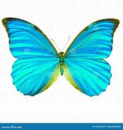 Image result for Cyan Butterfly