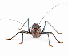 Image result for Rhaphidophoridae Cave Crickets