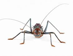 Image result for Carnivorous Crickets
