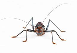 Image result for Live Crickets for Sale