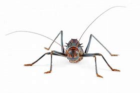 Image result for Mormon Crickets