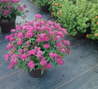 Image result for Spiraea japonica Neon Flash