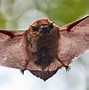 Image result for Winter Bat