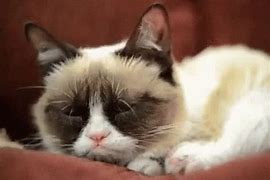 Image result for Cat Just Woke Up Meme