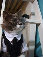 Image result for Cat in a Suit Meme