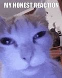 Image result for My Honest Reaction Meme Cat GIF