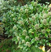 Image result for Skimmia confusa Kew Green