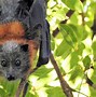 Image result for What Animals Eat Fruit Bats