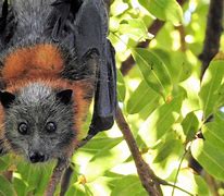 Image result for Fruit Bat Family