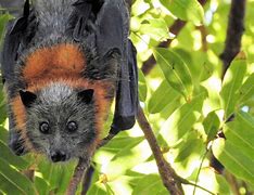 Image result for Ugly Fruit Bat
