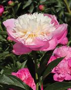 Image result for Paeonia Bowl of Beauty (Lactif-SD-Group)