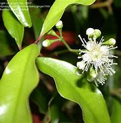 Image result for Aniseed Myrtle