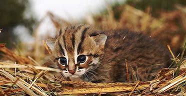 Image result for Spotted Wild Cats