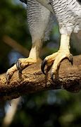 Image result for Harpy Eagle Food