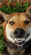 Image result for Happy Dog Face