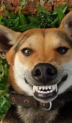 Image result for Happy Looking Dogs
