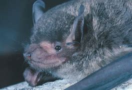 Image result for Broad Nosed Bat