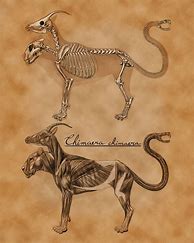 Image result for Mythical Creature Anatomy