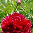 Bildergebnis für Paeonia lactiflora Red Sarah Bernhardt