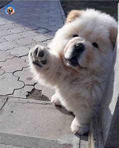 14 lovely pictures of chow chows to make you fall in love with them ...