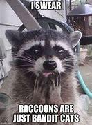 Image result for Raccoon and Cats Memes