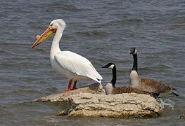 Image result for Pelican On Post