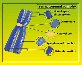Image result for Synapsis and Crossing Over