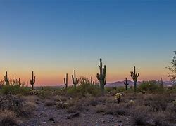 Image result for Cactus Desert Wallpaper 4K