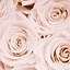Image result for Dark Roses with Gold iPhone Backgrounds
