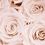 Image result for A Pink Rose Flower with Gold Flakes