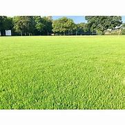Image result for Field Cricket Habitat Grass