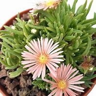 Delosperma kelaidis 的图像结果