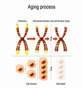 Image result for Telomere Theory of Aging