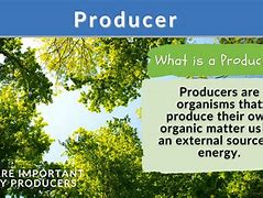 Image result for producer plant example