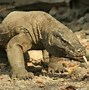 Image result for What Eats Komodo Dragons