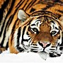 Image result for Big Siberian Tiger