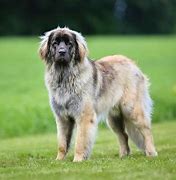 Image result for Leonberger Dog Breed