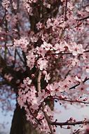 Image result for Cherry Blossom Photos
