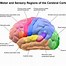 Image result for Interesting Brain Facts