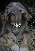 Image result for adoptwr