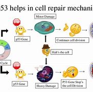 Image result for Cellular Repair