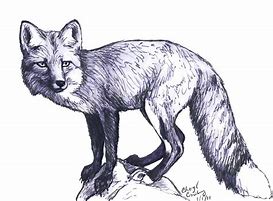 Image result for Cool Fox Sketches
