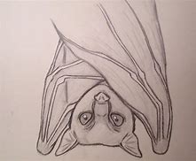 Image result for Fruit Bat Cartoon