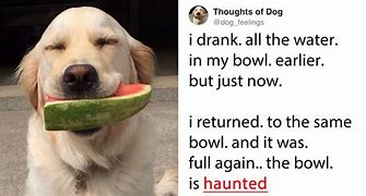 Image result for Thoughts of Dog