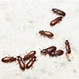 Image result for Humidity Bug Eat Bugs