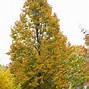 Image result for Trees
