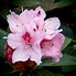 Image result for Rhododendron (AJ) Ardeur